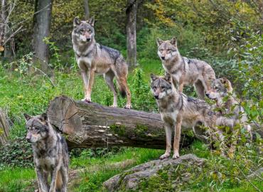 Gestion du Loup : une nouvelle victoire !